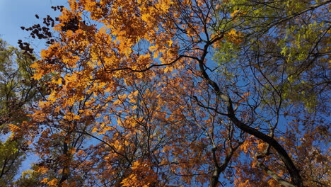 autumn leaves in bright sunshine against clear blue sky