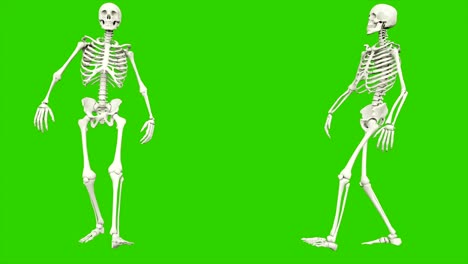 camino del esqueleto. animación de bucle sin costuras en pantalla verde.
