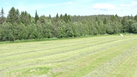 A-Flock-Of-Birds-Flying-Over-Green-Meadow---drone-shot