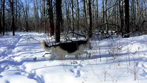 A-pet-husky-wolf-dog-explores-the-forest-on-a-cold-and-sunny-winter-day