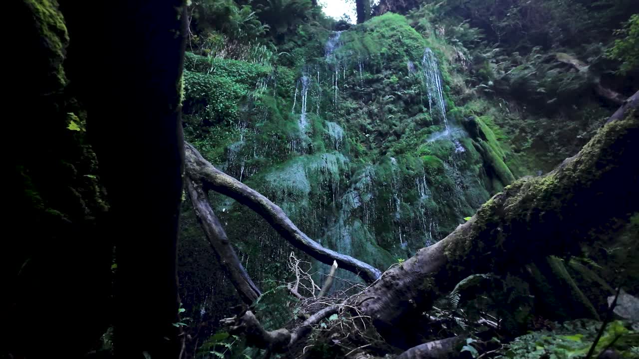 Wasserfall, der in einem dichten Wald mit umgestürzten Baumstämmen über grünes Moos und Farne fließt