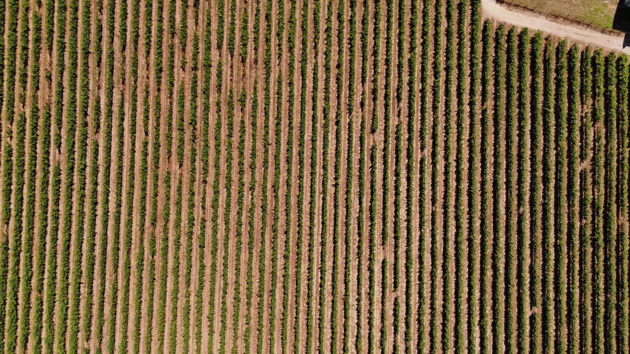 perfectly aligned vineyard rows with a mix of green vines and dry soil, showcasing agricultural precision and natural patterns