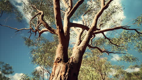 eucaliptus in australia red center