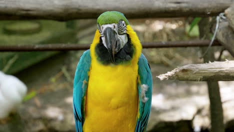 half-body close-up shot of a blue-and-yellow macaw that is perching on a ledge inside a cage at a zoo in bangkok, thailand