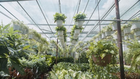 Big-greenhouse-interior