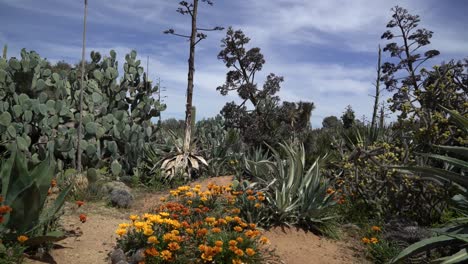 field of cacti pan right succulents