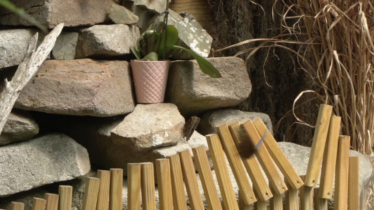 una mariposa morfo azul se sienta en una roca con las alas abiertas