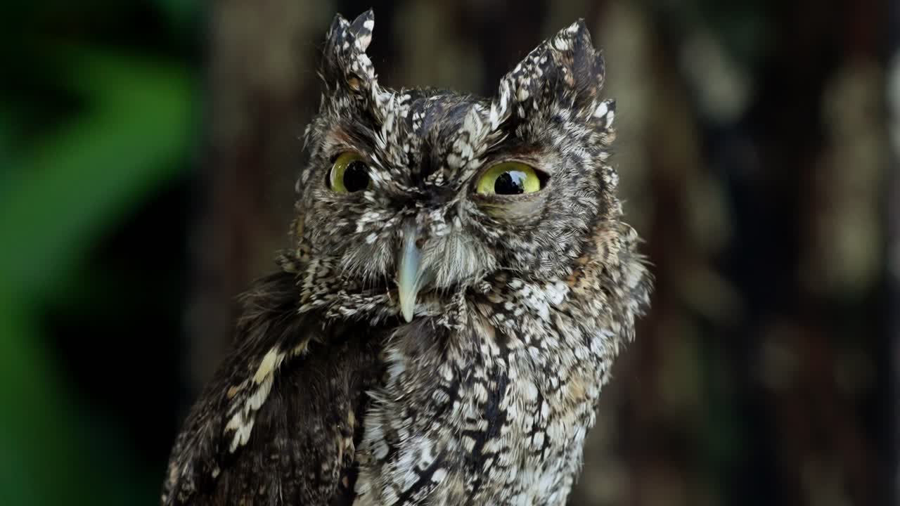 斑模様の羽を持つアメリカオオコノハズクのクローズアップ。
