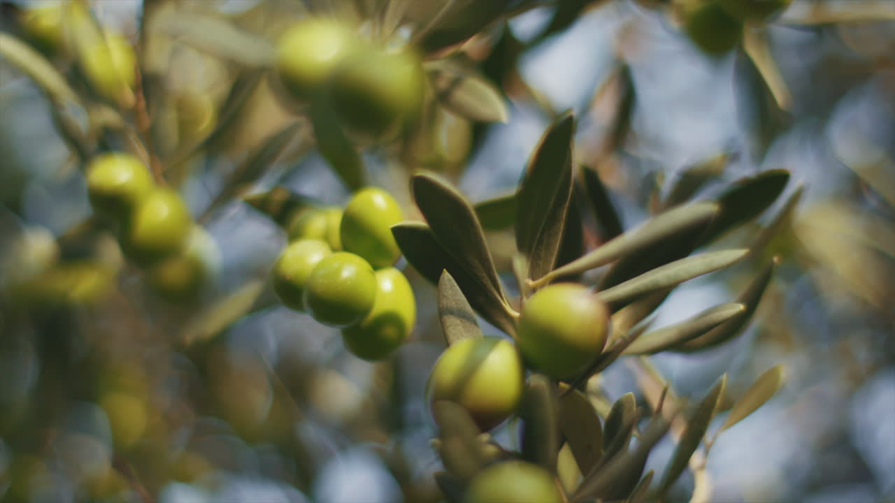 나무 가지 에 있는 초록색 올리브 의 클로즈업