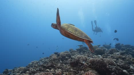 Green-sea-turtle-swimming-over-a-beautiful-coral-reef-in-crystal-clear-water-of-the-pacific-ocean,-around-the-island-of-Tahiti-in-French-Polynesia