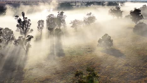 drone glides above misty australian hills at sunrise, sunlight streaming through eucalyptus trees, creating dramatic shadows and a tranquil, ethereal landscape