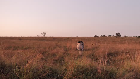 One-Zebra-in-morning-golden-hour-grassland-turns-and-walks-away