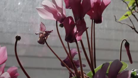 close up of pink african violet flowers against a window