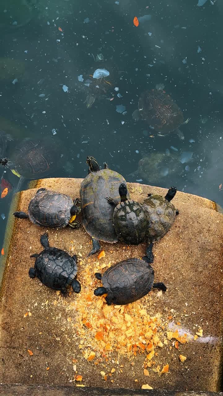 Turtles gathered on concrete ledge near lake water. A group of various sized turtles resting on a stone platform with food crumbs near the water in a park