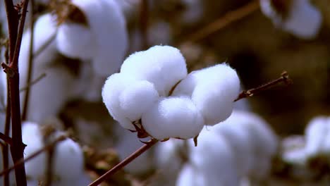 Cotton,-cultivated-for-fluffy-fibers-and-used-in-manufacturing-of-textiles