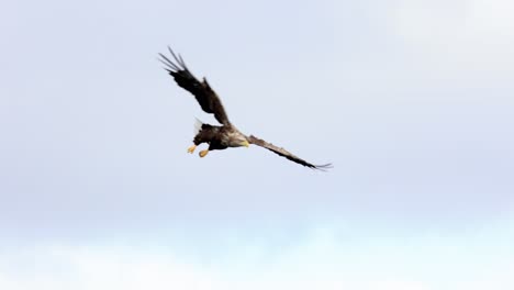 Seeadler-Fängt-Einen-Fisch-Im-Westen-Norwegens