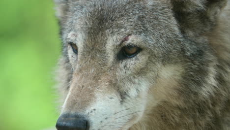 Closeup-Of-Grey-Wolf's-Face---Canine-At-Seoul-Zoo-In-South-Korea