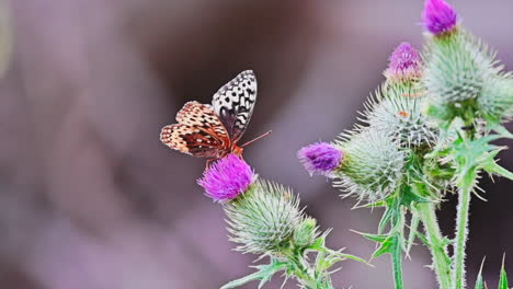 una mariposa fritillaria que se alimenta de una flor de cardo púrpura en un prado