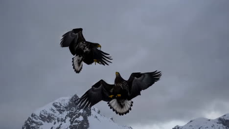 two eagles in flight over snowy mountains