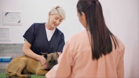 vet, dog and mature woman talking