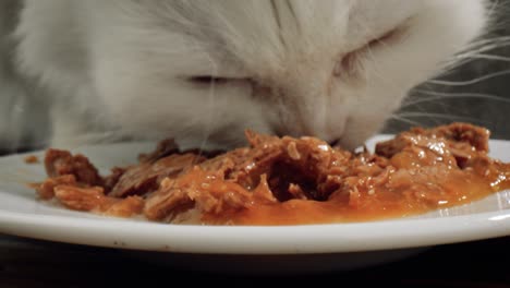 cat eats cat food