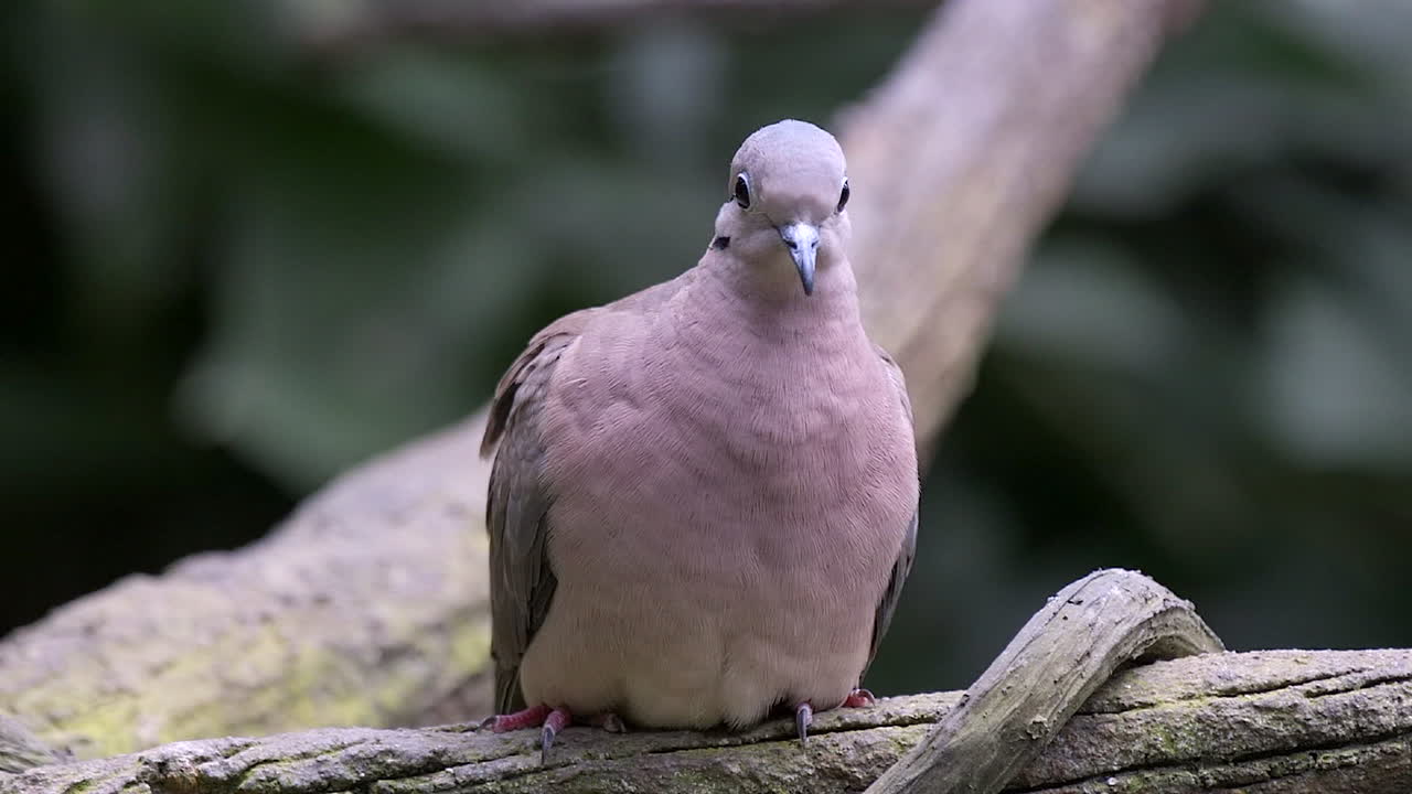 una hermosa paloma con plumas violetas posada en una rama de árbol descansando - cerrar