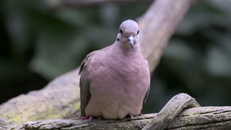 a beautiful dove with purplish feathers perched on a tree branch resting - close up