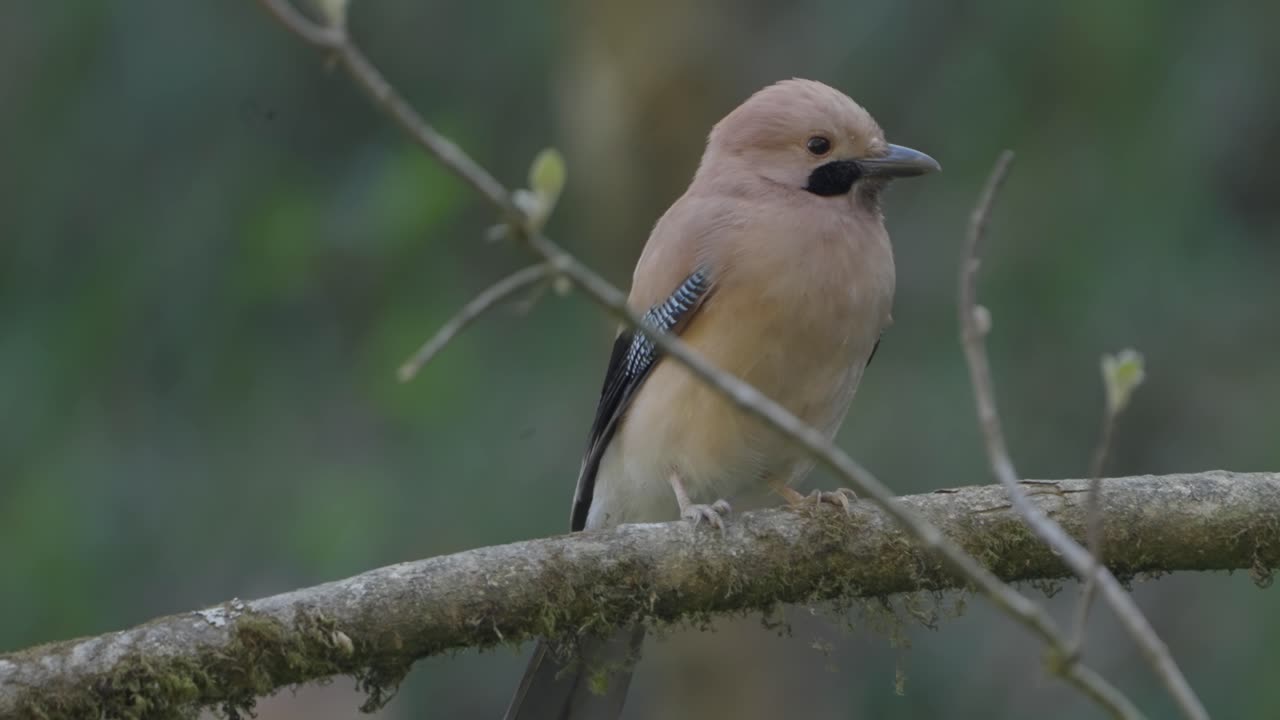 Uccelli rari del Nepal