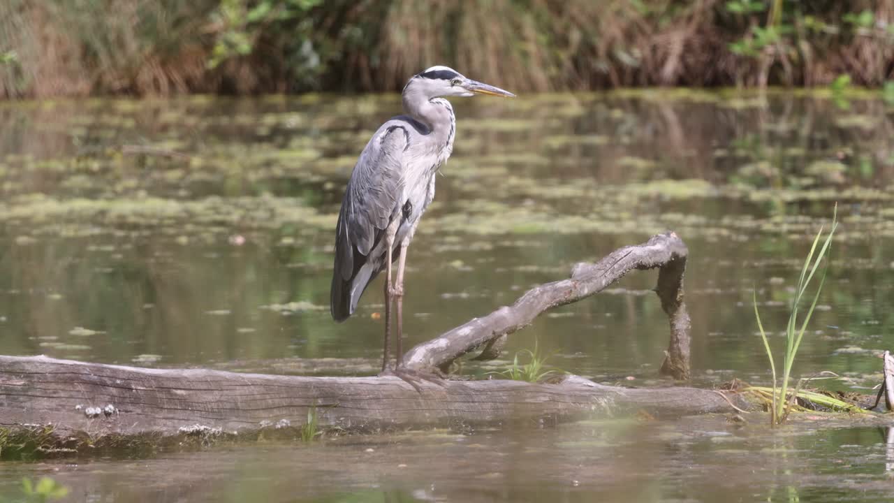 majestuoso tiro de la garza gris descansando en un pedazo de madera acostada en la superficie del lago pantanoso en el sol