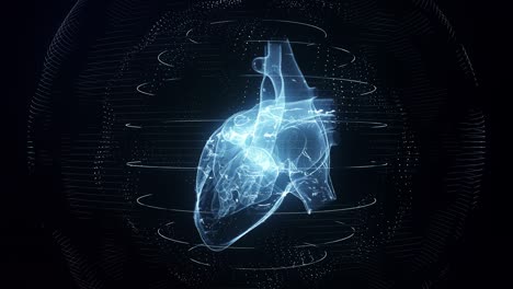 correcto anatómicamente azul corazón humano digital bucle sin costuras con escaneo cardíaco