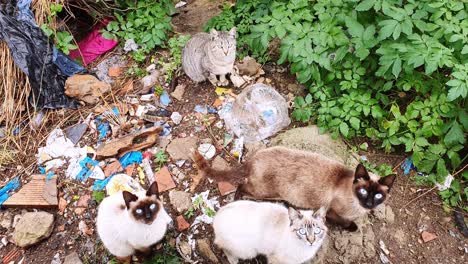 top down view of 4 cute straying kittens living in the trash in a bush