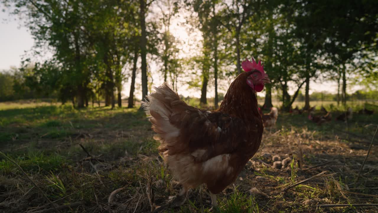 siguiendo a un pollo en el pasto forestal durante la hora dorada en cámara lenta, agricultura regenerativa sin jaula en 4k