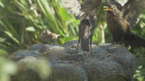 a european starling chases off a blackbird on a water fountain