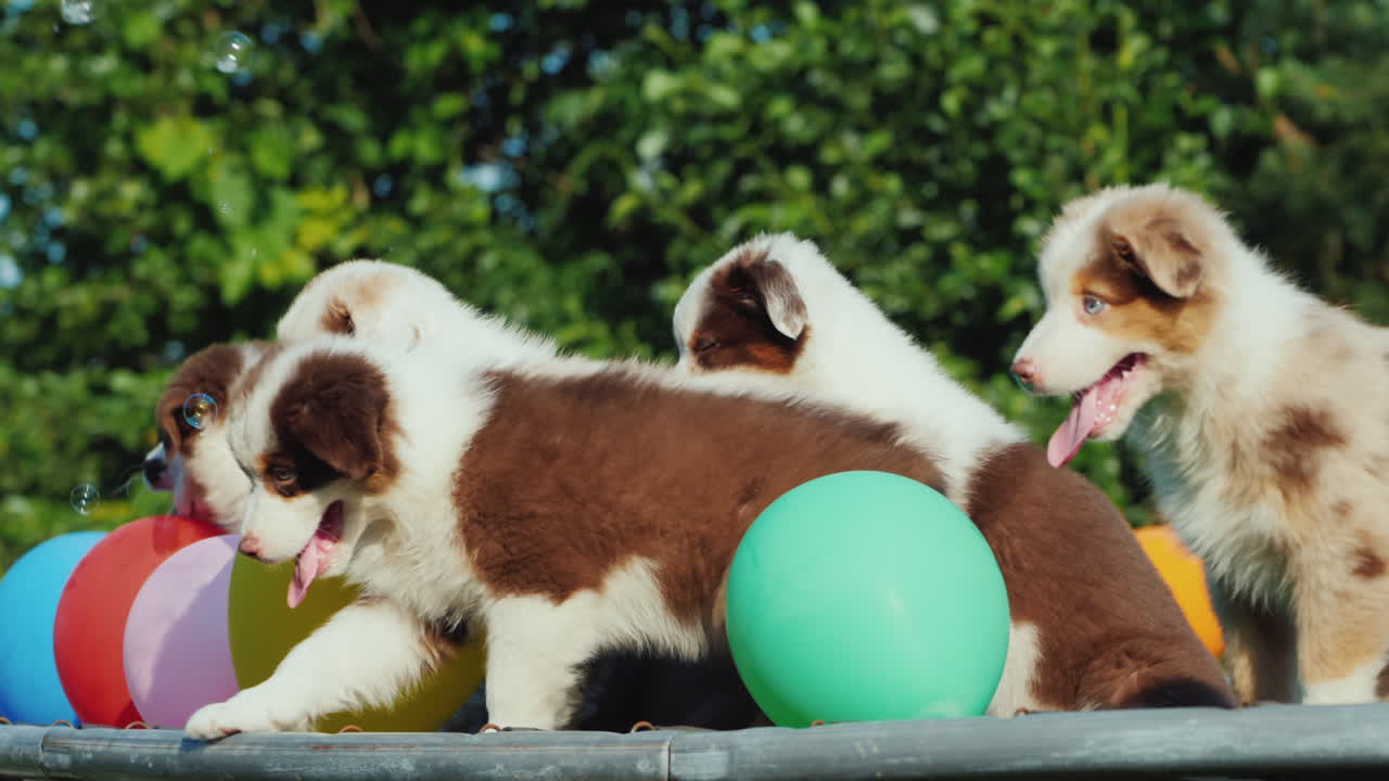 cachorros divirtiéndose con globos al aire libre