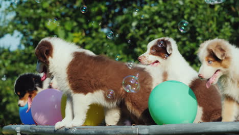 Welpen-Haben-Spaß-Mit-Luftballons-Im-Freien