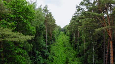 Auf-Dicht-Bewachsenem-Waldboden-Mit-Hohen-Nadelbäumen-Davonfliegen