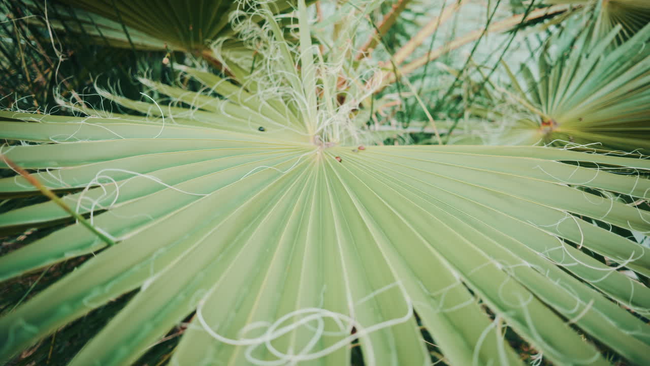 Close up view of a palm leaf featuring curled white fibers, showcasing organic lines, texture, and natural patterns