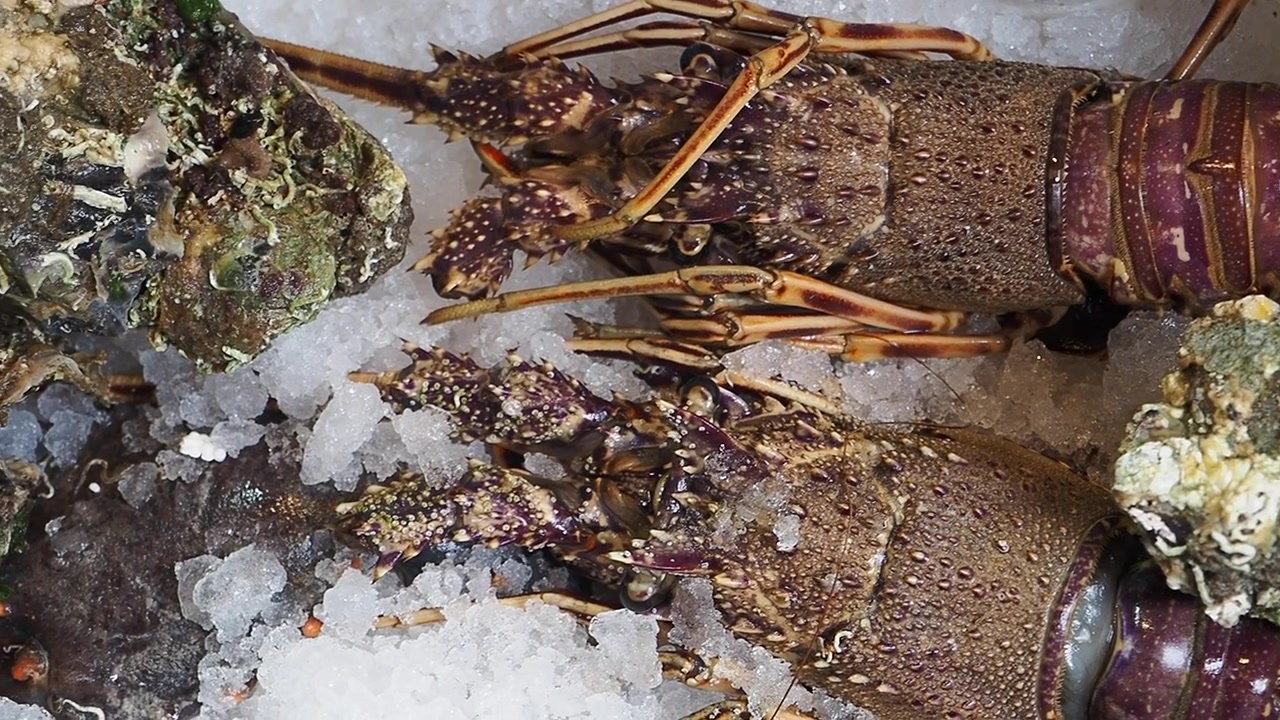 Close-up of Fresh Spiny Lobsters and Oysters on Ice