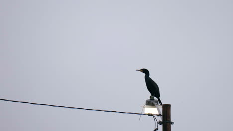 cormorant standing on a lamppost and looking around