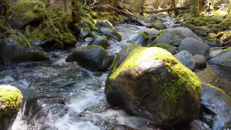 agua que fluye sobre rocas cubiertas de musgo en el bosque del bosque nacional olímpico