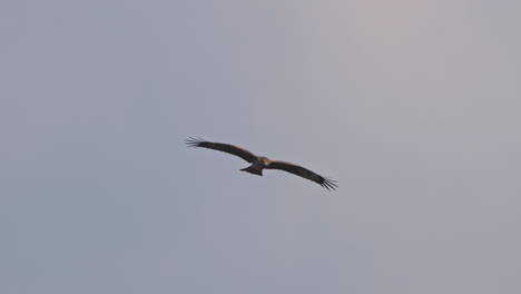 a golden eagle flying in the sky during winter morning, slow motion, keoladeo bird sanctuary, india