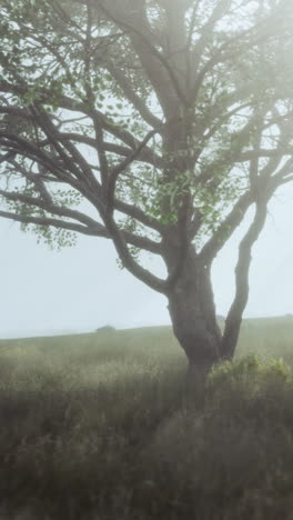 misty morning landscape with a large tree