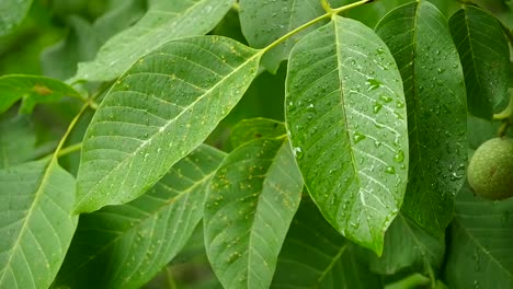 wet walnut leaves