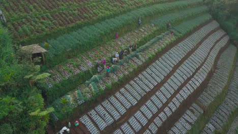 drone video of traditional farmers activity on the