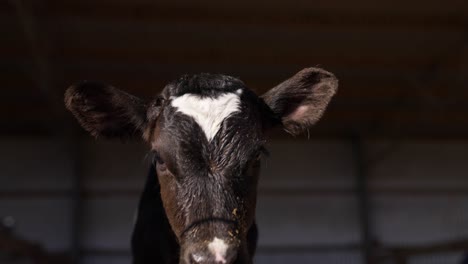 Entzückendes-Schwarzes-Kalb-Mit-Sägemehl-Auf-Der-Nase,-Das-In-Die-Kamera-Blickt,-Nahaufnahme