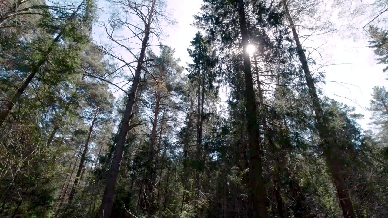 Olhando para as Árvores em uma Floresta