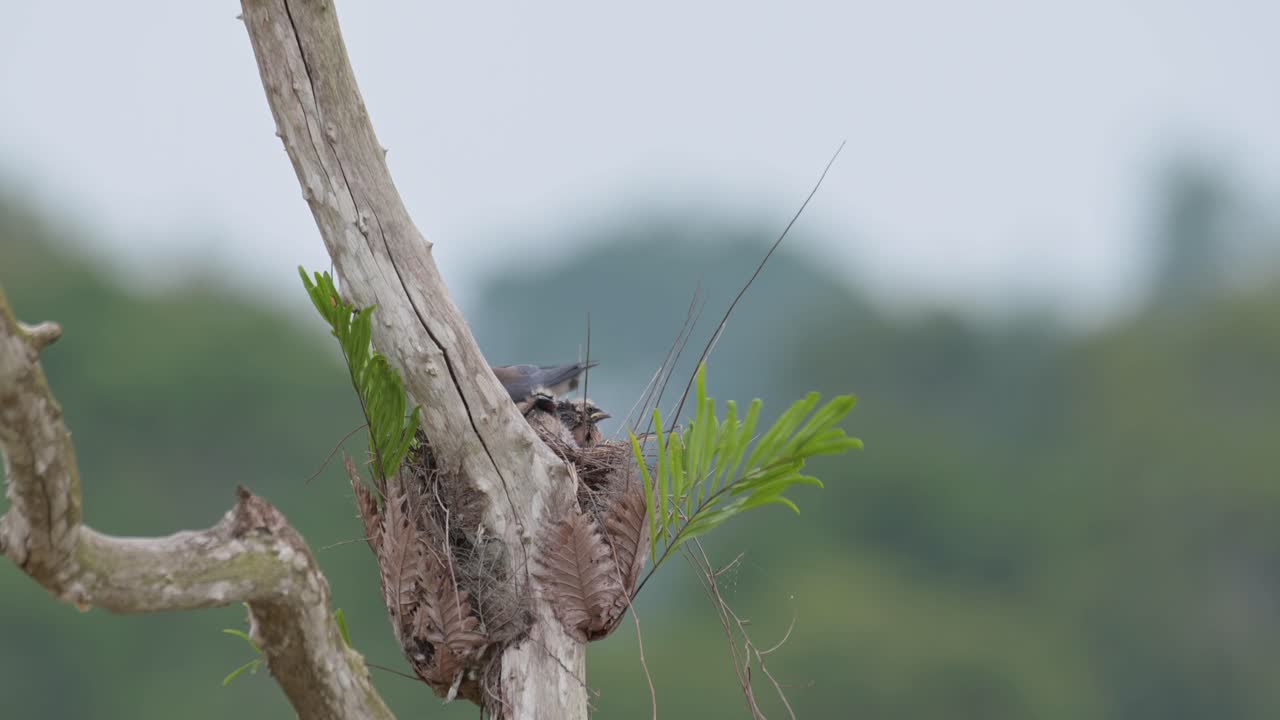 reposicionando sus crías y empujando su cuerpo profundamente en el nido, artamus fuscus, tailandia