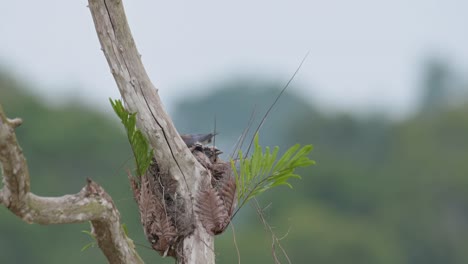 Repositioning-its-nestlings-and-pushing-its-body-deep-in-the-nest,-Ashy-Woodswallow-Artamus-fuscus,-Thailand