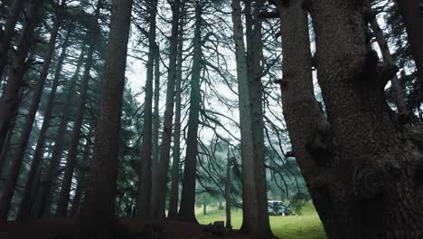 Bosque-Lleno-De-Cedros-Y-Hierba-Verde,-Temporada-De-Invierno,-En-El-Parque-Nacional-De-Chrea---Argelia