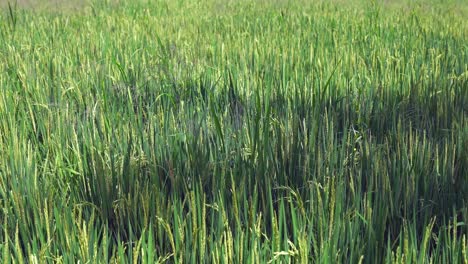 close-up agriculture: organic green rice shoots blow in slight breeze